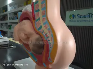 Anatomy Model of Pregnancy