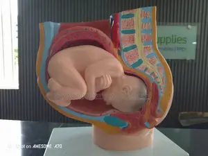 Pregnancy Torso Model