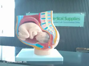 Torso Anatomy Model