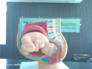 Female Pelvis Model