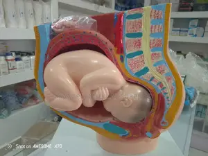 Pregnant Torso Model
