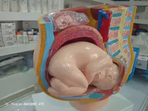 Pregnancy Anatomy Model