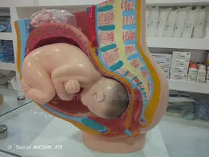 Pregnancy Pelvis Model