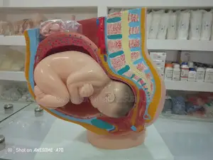 Anatomy Model of Pregnancy