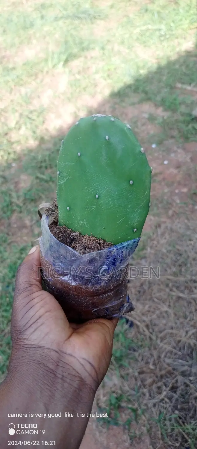 Delicious Red Prickly Pear Cactus Plant
