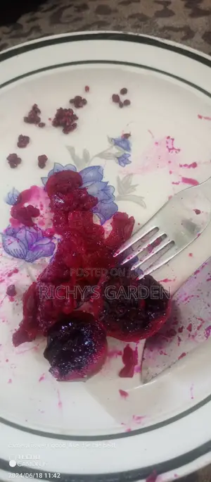 Delicious Red Prickly Pear Cactus Plant
