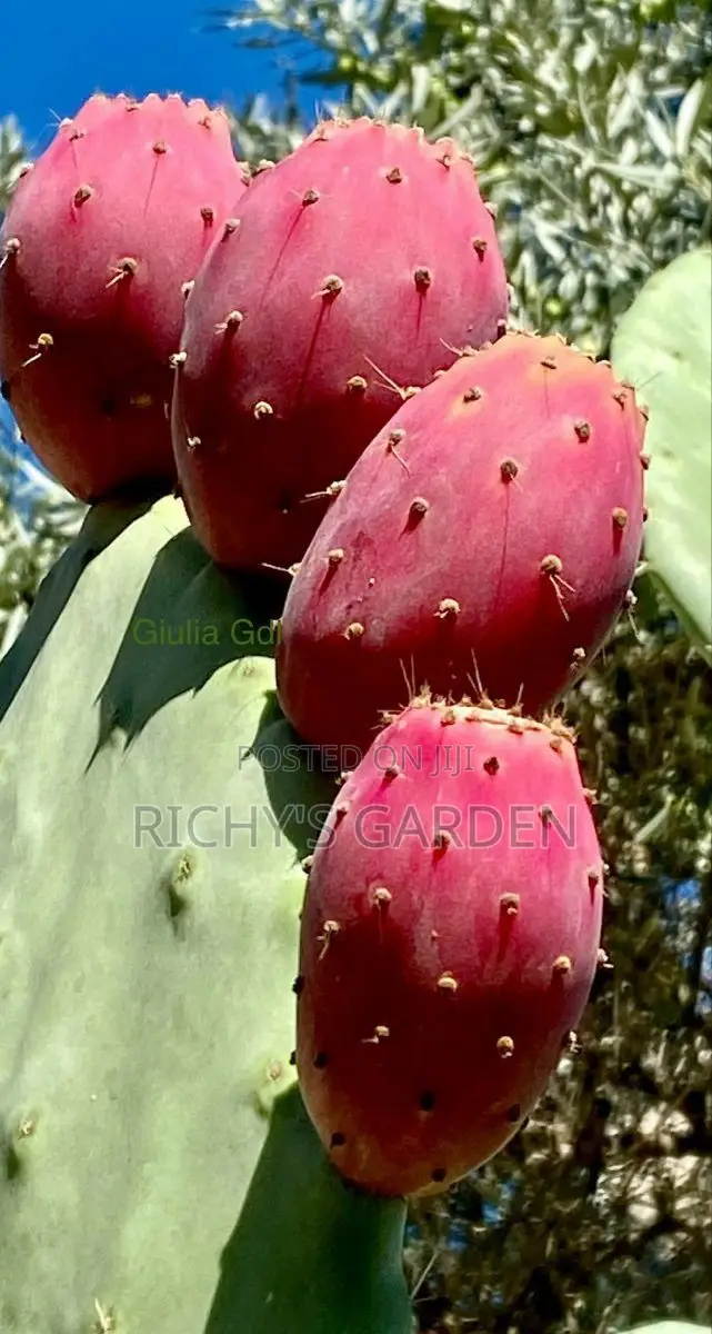 Delicious Red Prickly Pear Cactus Plant