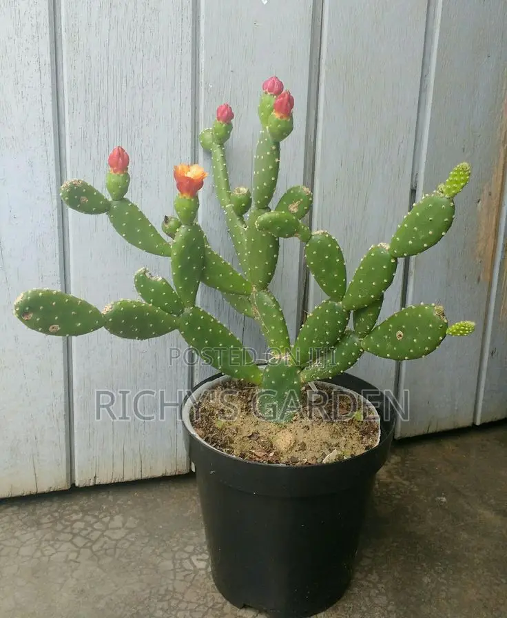 Delicious Red Prickly Pear Cactus Plant