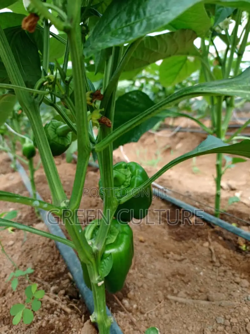 Consultation For Agri Business And Development