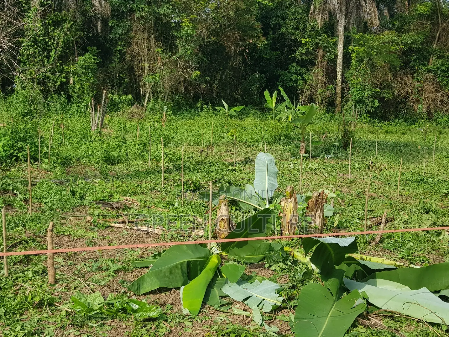 Consultation For Agri Business And Development