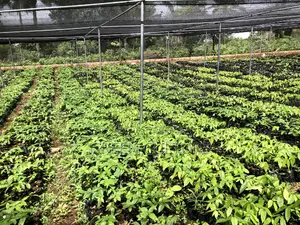 Consultation For Agri Business And Development