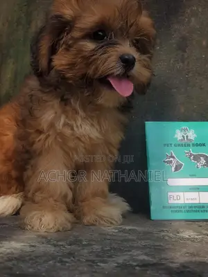 1-3 months Female Purebred Lhasa Apso