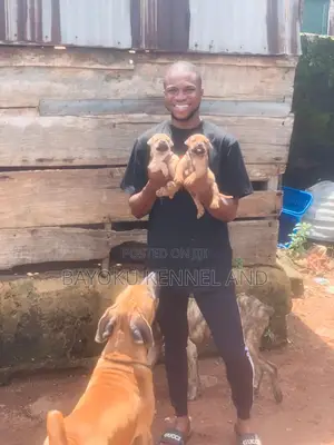 1-3 months Male Purebred Boerboel