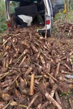 Hybrid Banana Sucker