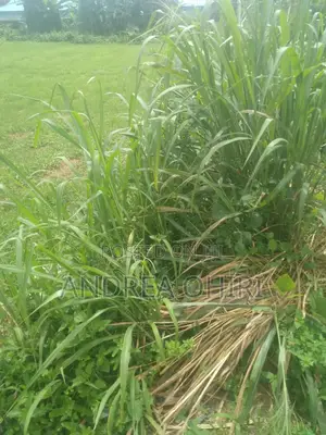 Genuine Land for Sale
