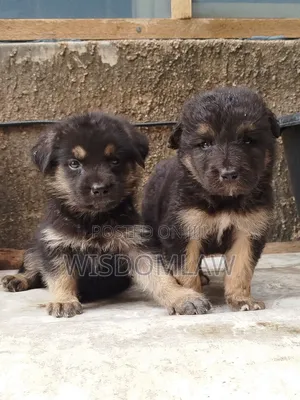1-3 months Female Purebred German Shepherd