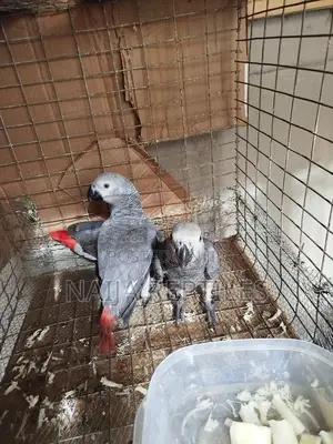 African Bird (Grey)