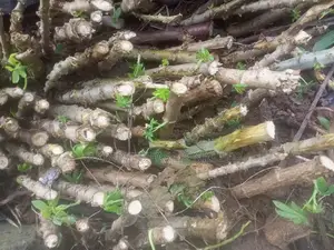 Cassava Stem for Sale