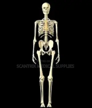 Human Skeleton