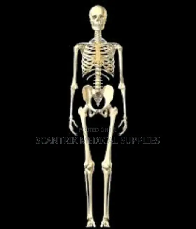 Human Skeleton