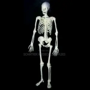 Human Skeleton Model