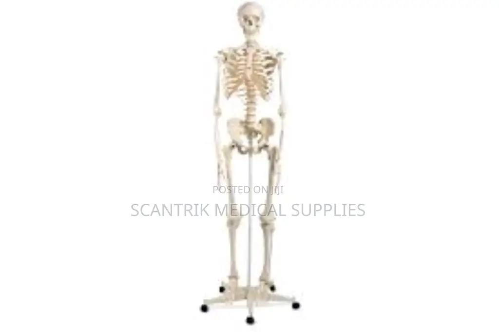 Skeletal System