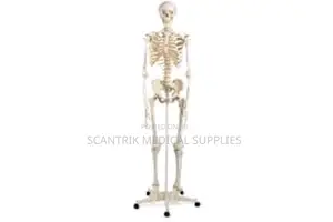 Skeletal System