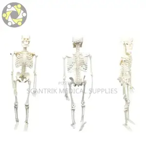 Scientific Human Skeleton