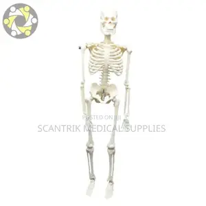 Anatomy of Skeletal System