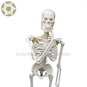 Anatomical Model of Skeleton