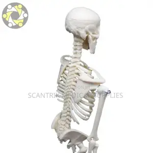 Skeleton Anatomical Model