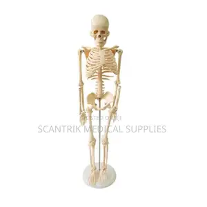 Human Skeleton