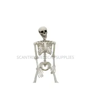 Bones of Body