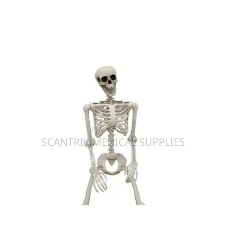 Bones of Body