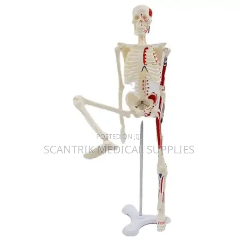 Skeletal system organs in yaba medical equipment supplies scantrik