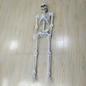 Scientific Human Skeleton