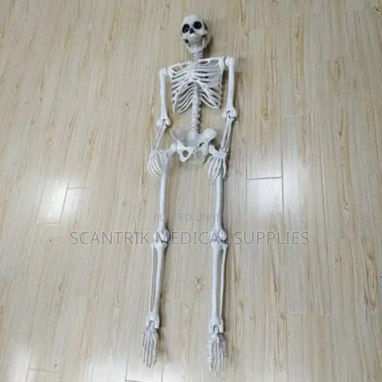 Scientific Human Skeleton