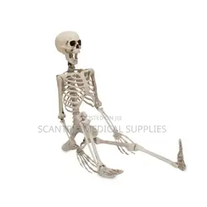 Anatomy of Skeletal System