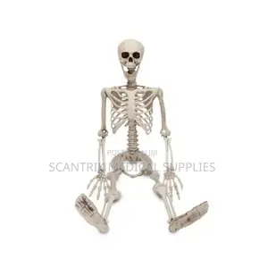 Anatomical Model of Skeleton