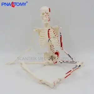 Skeleton Anatomical Model