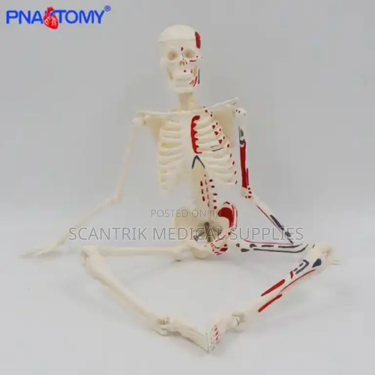 Skeleton Anatomical Model