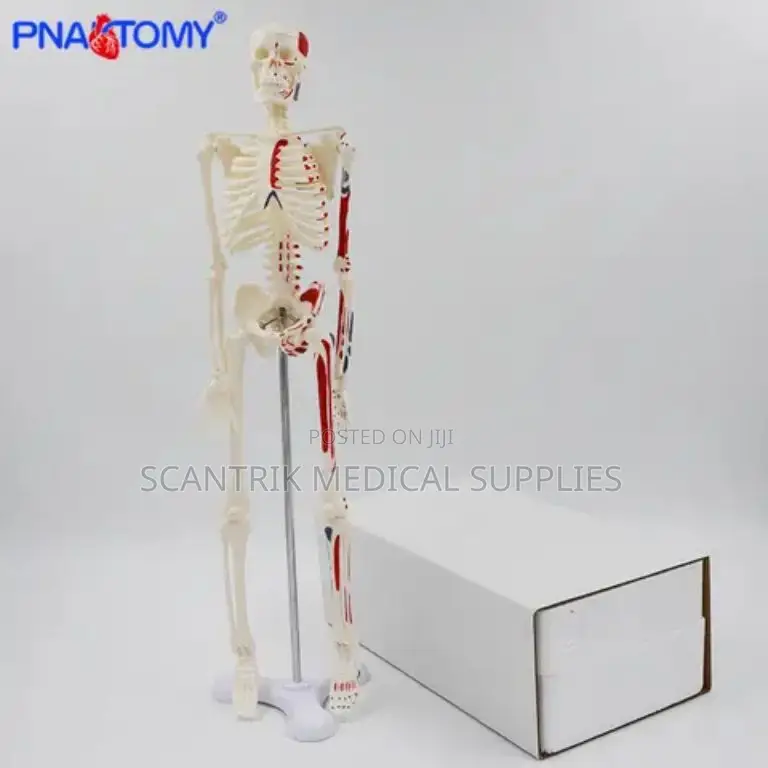 Human Skeleton