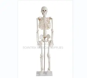 Human Skeleton Model