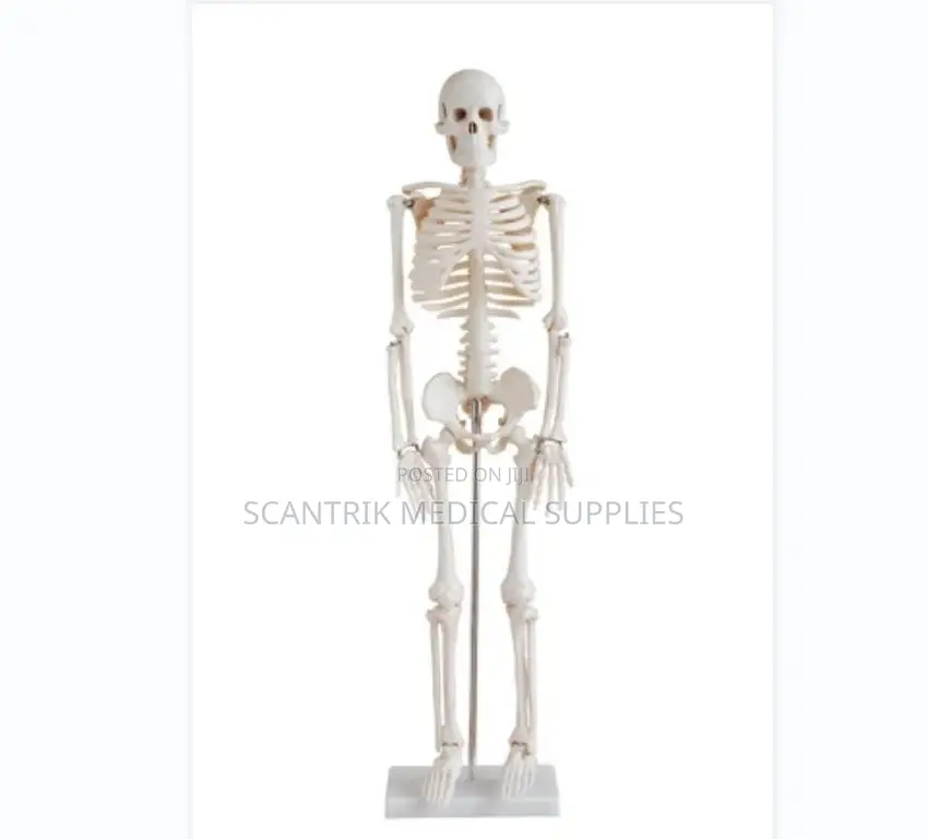 Human Skeleton Model