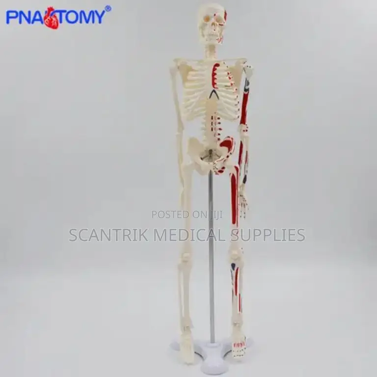 Skeletal System