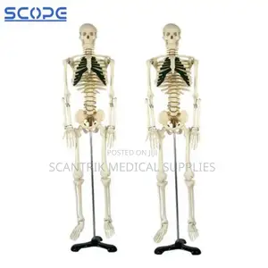Bones of the Body