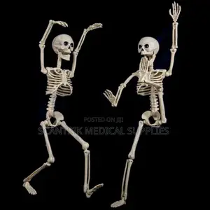 Skeletal System Model