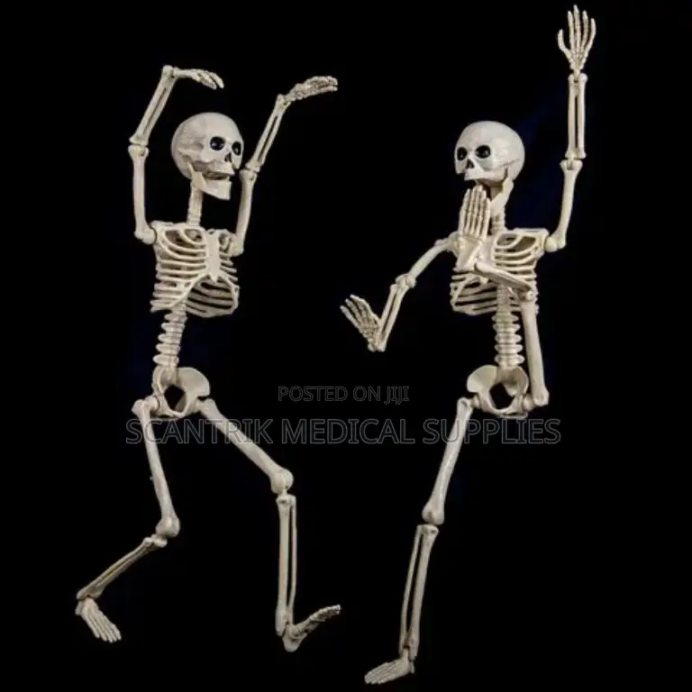 Skeletal System Model