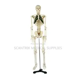 Scientific Human Skeleton