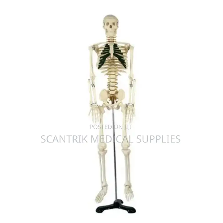 Scientific Human Skeleton